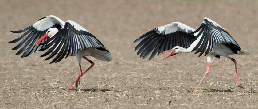 2012年4月25日，德国西部，两只动作整齐划一的白鹳。 BORIS ROESSLER/东方IC_财新每周图片(2012.4.21-4.27) 