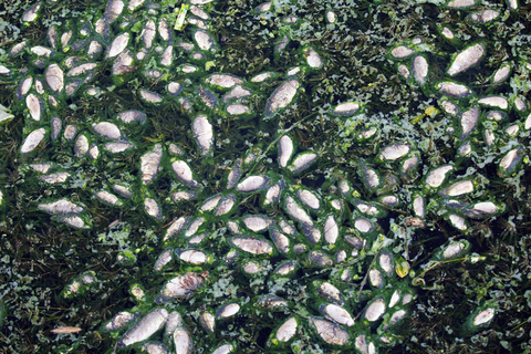 河道施工影响水质 死鱼绵延一公里