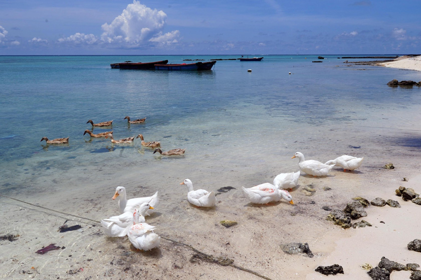 5月7日，南中国海，西沙赵述岛渔民饲养的鸭子。 侯建森/新华社_秀美的海疆 富饶的西沙