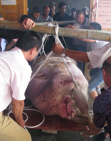 2012年6月28日，浙江泰顺，村民将猪王抬出其居住的水泥屋。  林小勇/CFP_体重2000斤活了9年 浙江“猪王”寿终正寝
