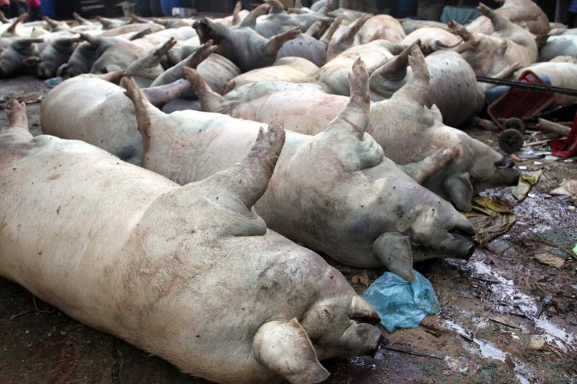 7月6日，深圳，53头死猪被集中起来等待处理。 张司令/东方IC_深圳一猪场53头生猪遭雷劈身亡