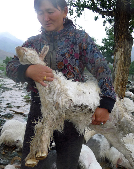 7月11日，新疆布克赛尔县，牧民在清点被雷击死的羊。 屈婧/CFP_新疆一牧民173只羊遭雷击当场死亡