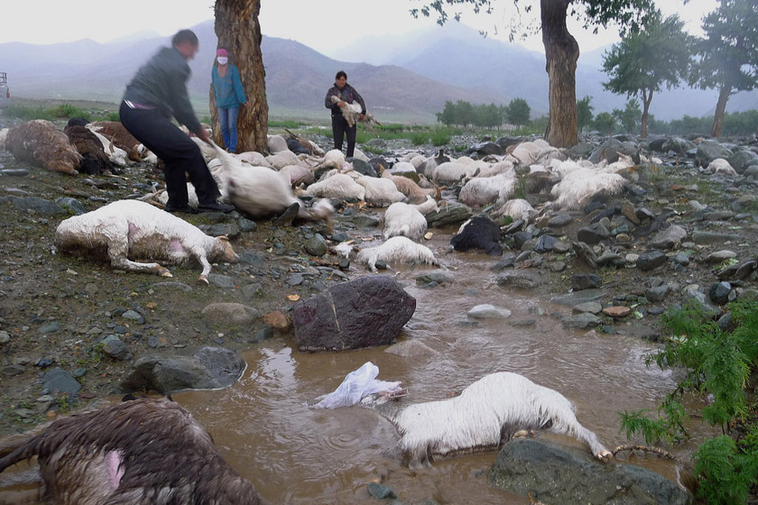 7月11日，新疆布克赛尔县，牧民在清点被雷击死的羊。 屈婧/CFP_新疆一牧民173只羊遭雷击当场死亡