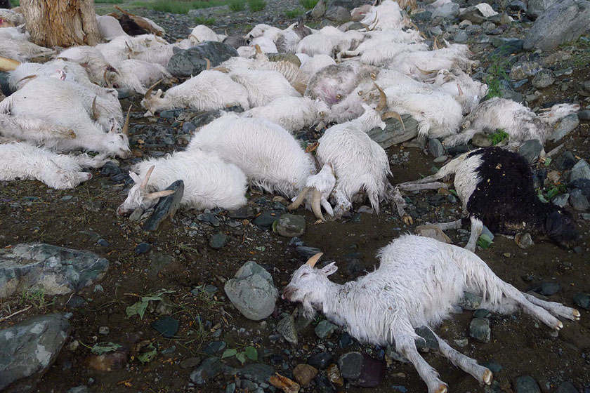7月11日，新疆布克赛尔县，一群羊被雷击死在树下。 屈婧/CFP_新疆一牧民173只羊遭雷击当场死亡