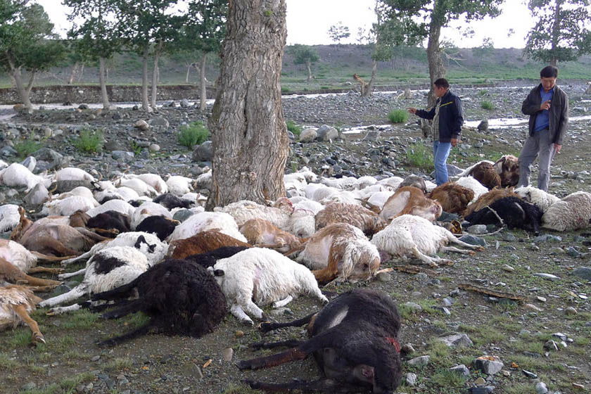 新疆一牧民173只羊遭雷击当场死亡