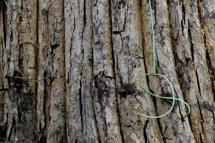 （资料图）7月16日，安徽省合肥市，成排的紫薇古树都已死亡。 CFP_合肥98棵天价古树已被砍伐 将做家具木料