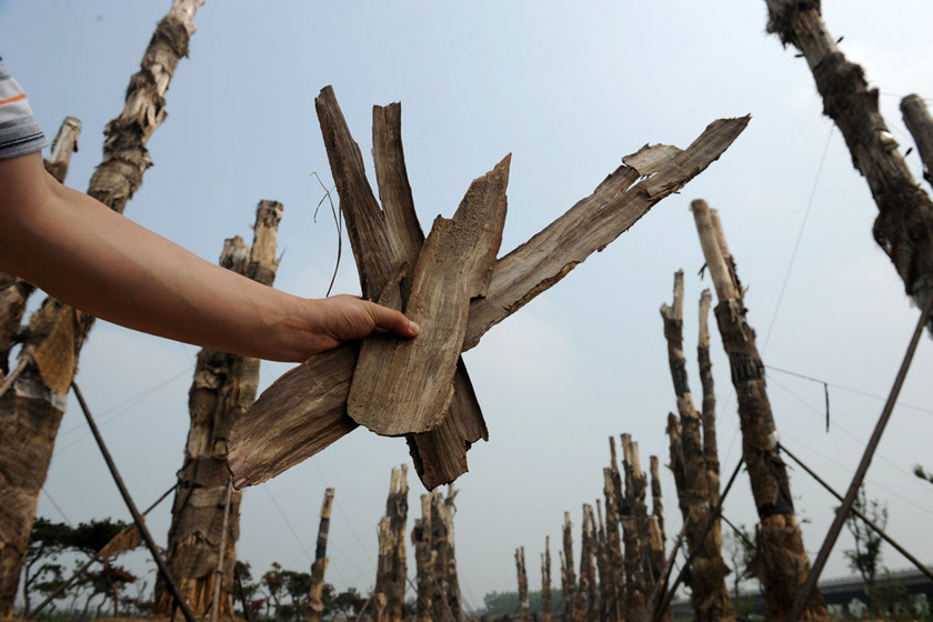 （资料图）7月16日，安徽省合肥市，成排的紫薇古树都已死亡。 CFP_合肥98棵天价古树已被砍伐 将做家具木料