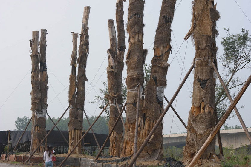 （资料图）7月16日，安徽省合肥市，成排的紫薇古树都已死亡。 CFP_合肥98棵天价古树已被砍伐 将做家具木料