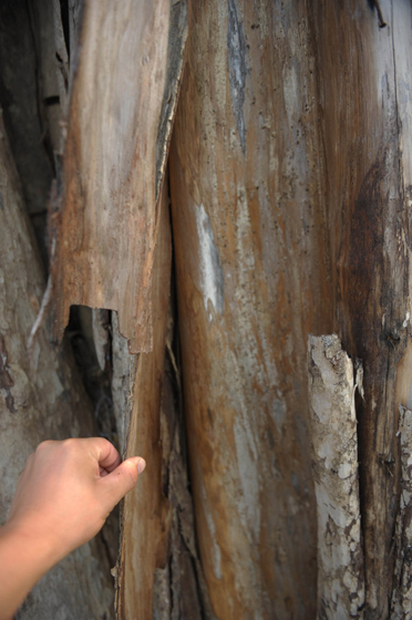 （资料图）7月16日，安徽省合肥市，成排的紫薇古树都已死亡。 CFP_合肥98棵天价古树已被砍伐 将做家具木料