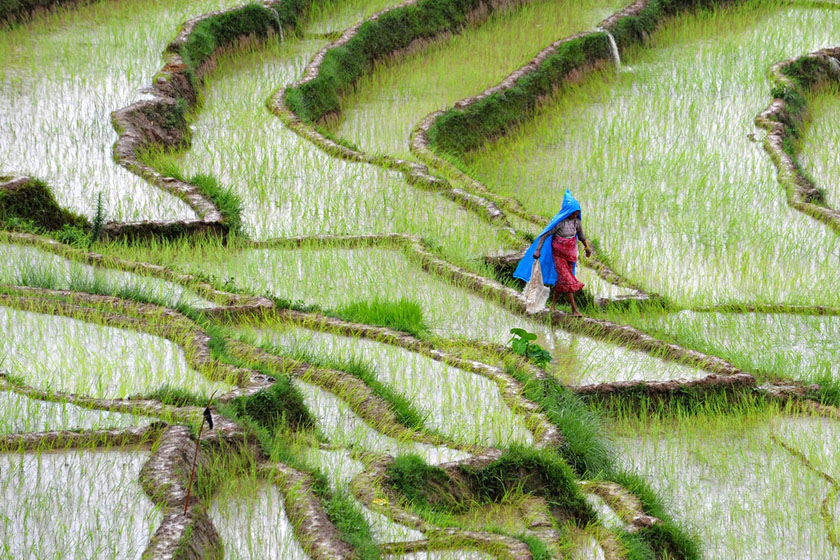 2012年7月19日，尼泊尔加德满都郊区，一名农妇穿过稻田。 PRAKASH MATHEMA/东方IC_财新每周图片(2012.7.14-7.20)