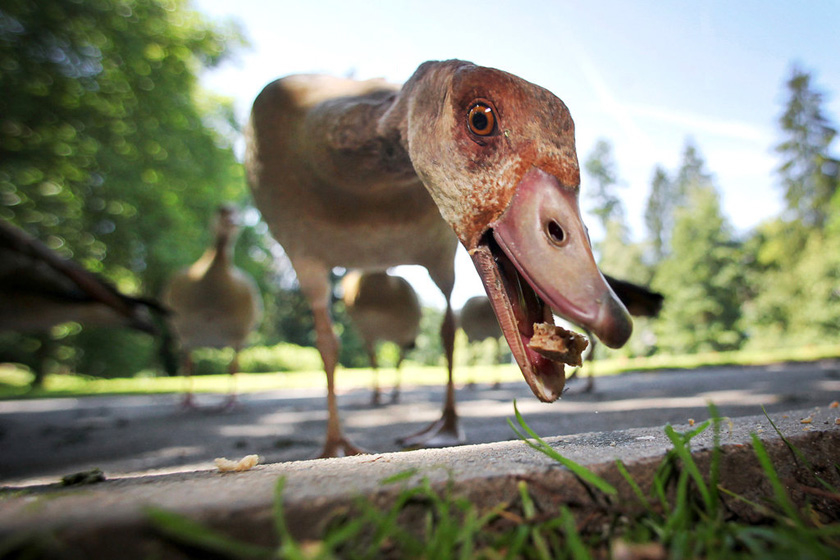 2012年7月24日，德国Bad Schwalbach，一只埃及雁在公园里吃面包屑。 FREDRIK VON ERICHSEN/东方IC_财新每周图片(2012.7.21-7.27)