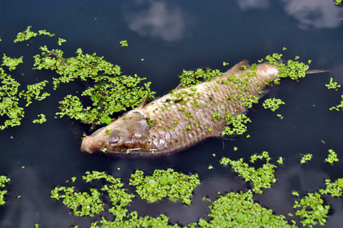 7月30日,浙江温岭,石桥头镇的河道里,大片浮萍连成一片,水里许多鱼儿