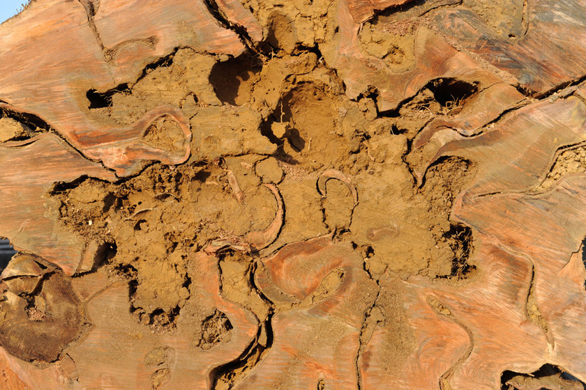 7月27日，合肥，紫薇古树已全部被砍伐，将作为木料送往家具生产企业。  CFP_合肥98棵天价古树已被砍伐 将做家具木料