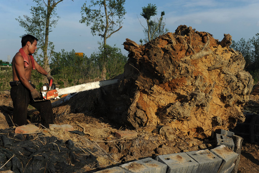 7月27日，合肥，紫薇古树已全部被砍伐，将作为木料送往家具生产企业。  CFP_合肥98棵天价古树已被砍伐 将做家具木料