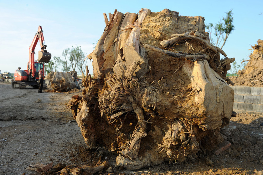 7月27日，合肥，紫薇古树已全部被砍伐，将作为木料送往家具生产企业。  CFP_合肥98棵天价古树已被砍伐 将做家具木料