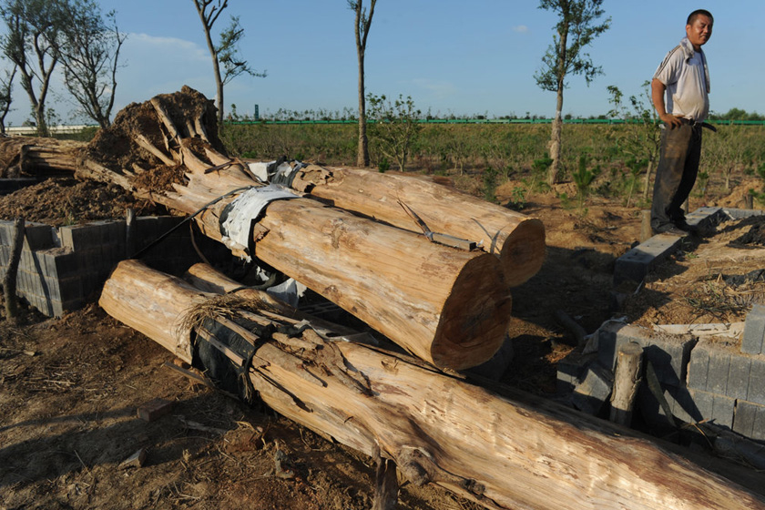 7月27日，合肥，紫薇古树已全部被砍伐，将作为木料送往家具生产企业。  CFP_合肥98棵天价古树已被砍伐 将做家具木料