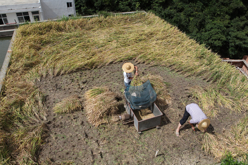 7月31日，浙江温岭，陶正荣和家人正在屋顶上收割早稻。 潘侃俊/CFP_浙江温岭农民屋顶种水稻 亩产超千斤