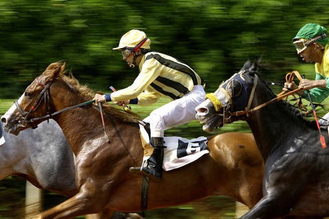 全世界几百种马，适合参加比赛的有三种：温血、纯血和阿拉伯马，其中阿拉伯马是全世界马的祖宗。图为阿拉伯马。  东方IC