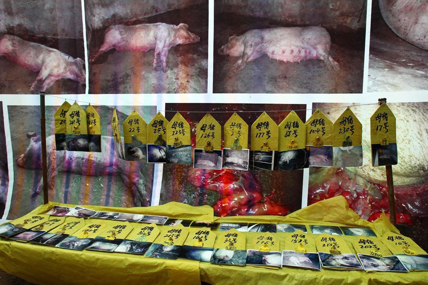 8月21日，河南延津县，亡猪的照片。   王琪/东方IC _河南农户搭灵棚祭奠3000只“冤死猪”