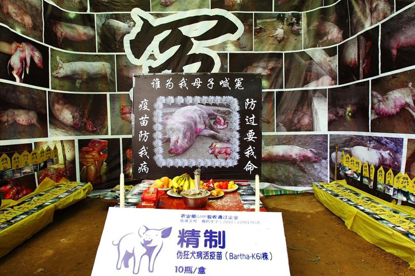 8月21日，河南延津县，祭奠亡猪的灵棚。    王琪/东方IC _河南农户搭灵棚祭奠3000只“冤死猪”