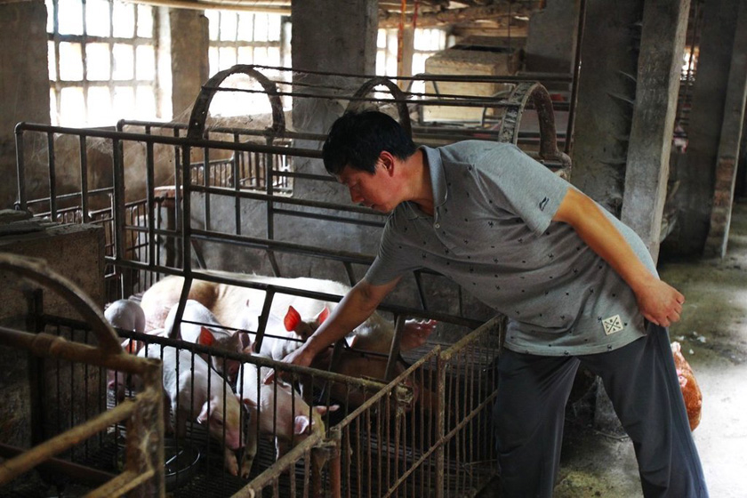 8月21日，河南延津县，秦金周的养殖场。    王琪/东方IC _河南农户搭灵棚祭奠3000只“冤死猪”