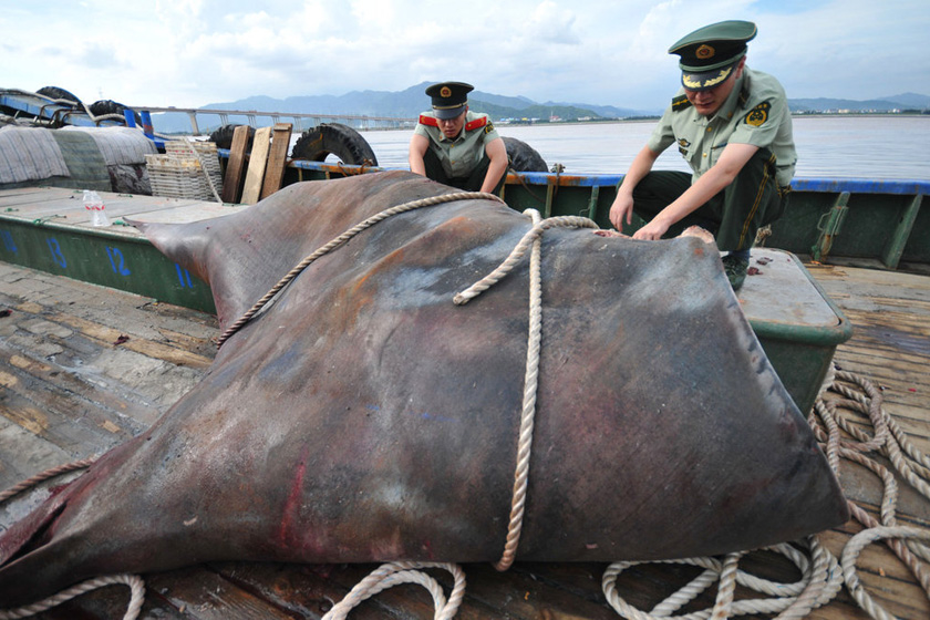 浙江渔民捕获一吨重"魔鬼鱼"