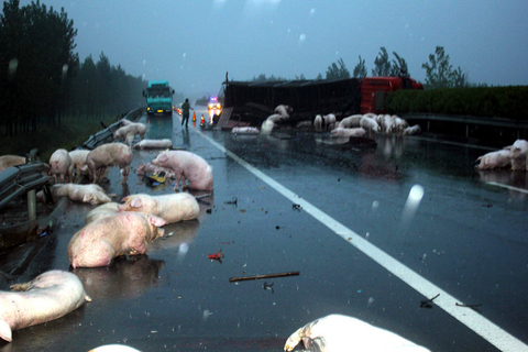 9月8日，河南南阳，生猪散落在高速公路上。  东方IC