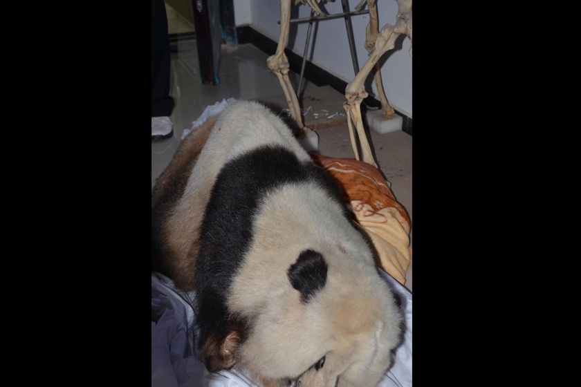 9月11日，陕西汉中，被盗的熊猫标本。   华商报陈兴王/CFP_陕西男子偷大熊猫标本无人敢买