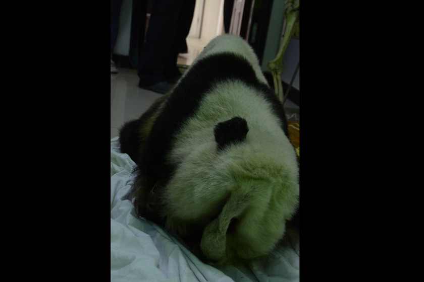 9月11日，被陕西汉中，盗的熊猫标本。  华商报陈兴王/CFP_陕西男子偷大熊猫标本无人敢买