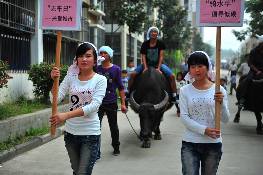 9月22日，几名大学生骑牛上街，倡导环保出行。    李冠玉/东方IC _世界无车日 合肥大学生骑牛倡环保