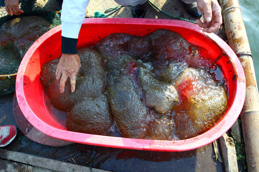 10月8日,嘉善县姚庄镇丁栅社区沉香荡出现的不明"水生物.