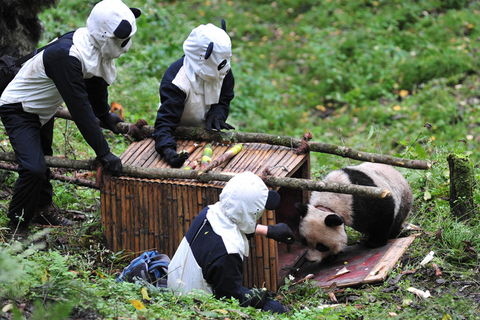 首只野化培训场诞生的大熊猫放归自然