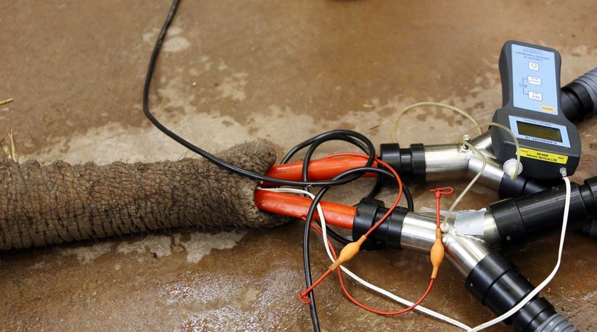 9月20日，英国德文郡佩根顿动物园的失明大象“公爵夫人”正在接受白内障手术。  Richard Austin / Rex Features/东方IC _英国大象接受世界最大白内障切除手术