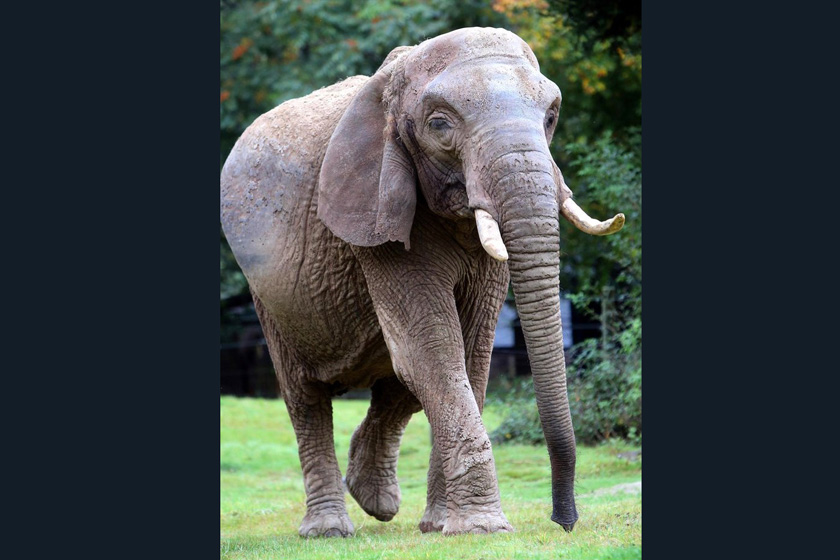 9月20日，“公爵夫人”重见光明。  Richard Austin / Rex Features/东方IC _英国大象接受世界最大白内障切除手术