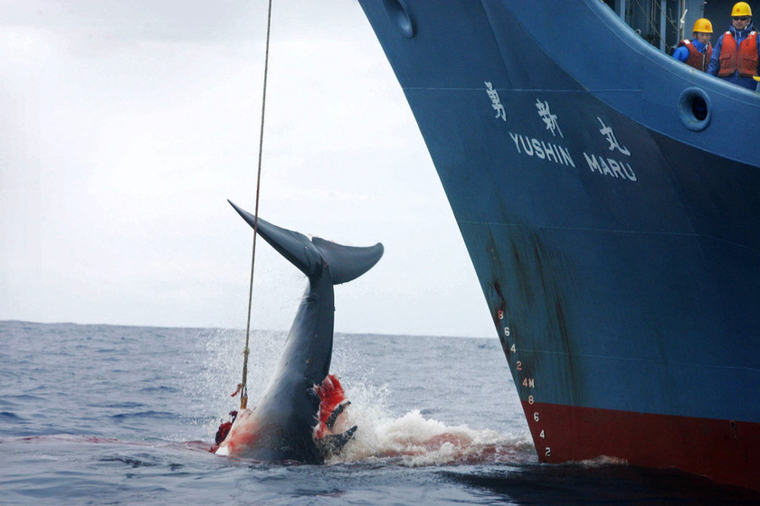 2007年1月7日，日本南部附近海域，一艘日本捕鲸船正在牵引一只鲸鱼。  JEREMY SUTTON HIBBERT/东方IC _触目惊心 揭秘捕鲸产业