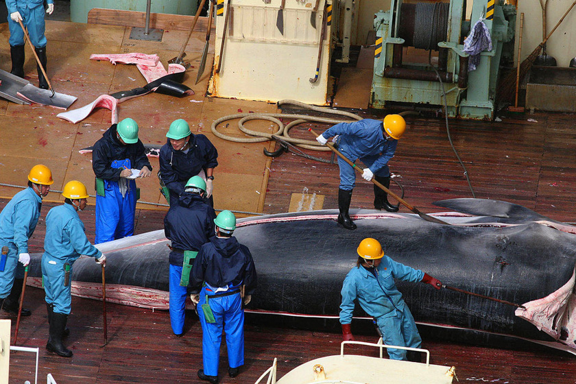 2007年12月21日，渔业人员分解一头从日本南海海域捕捉上来的鲸鱼。   JEREMY SUTTON HIBBERT/东方IC _触目惊心 揭秘捕鲸产业