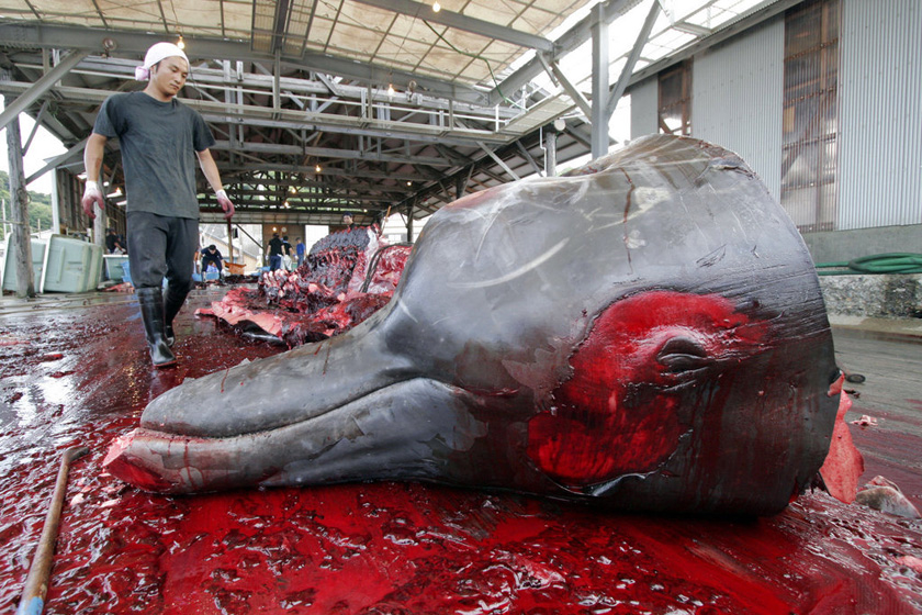 2007年6月21日，日本，10米长的巨齿槌鲸被宰杀。  YOSHIKAZU TSUNO/东方IC _触目惊心 揭秘捕鲸产业