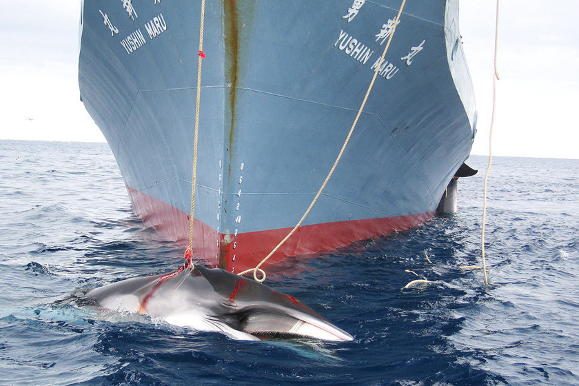 2008年2月7日，澳大利亚海关公布的照片，在南极被捕获的两头鲸鱼被拖到日本船上。  东方IC _触目惊心 揭秘捕鲸产业