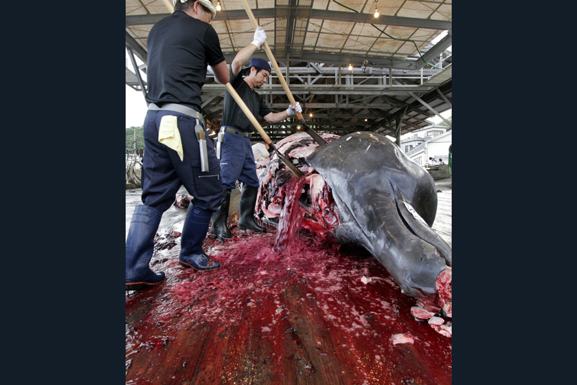 2007年6月21日，东京，渔业人员正在分解一头10米长的巨齿槌鲸。  YOSHIKAZU TSUNO/东方IC _触目惊心 揭秘捕鲸产业