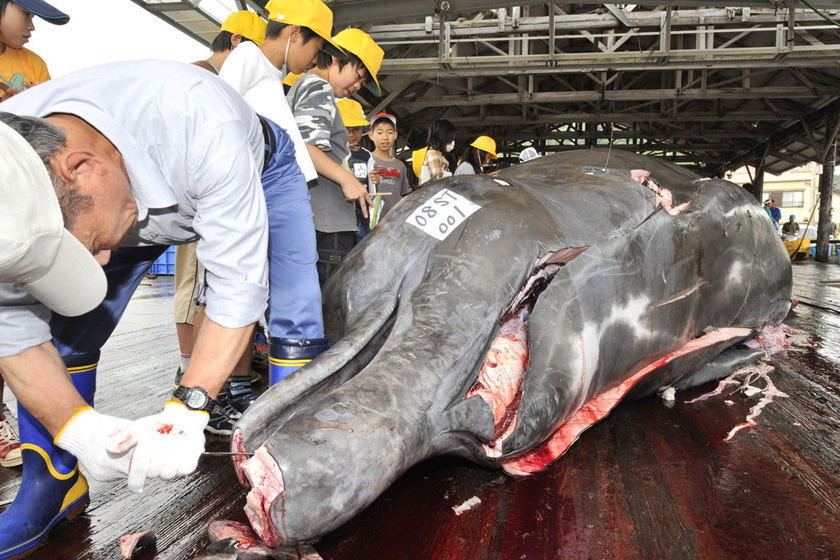 2008年6月25日，东京，渔业人员正在分解一头10米长的巨齿槌鲸。  YOSHIKAZU TSUNO/东方IC _触目惊心 揭秘捕鲸产业