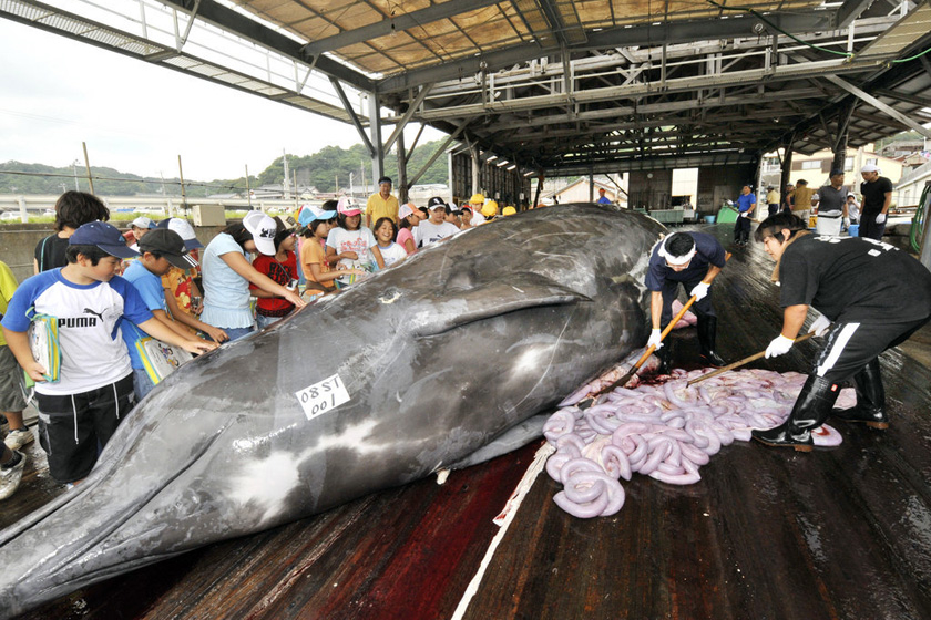 2008年6月25日，东京，渔业人员正在分解一头10米长的巨齿槌鲸。  YOSHIKAZU TSUNO/东方IC _触目惊心 揭秘捕鲸产业