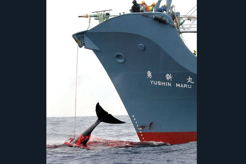 2006年1月7日，南极洲附近日本海域，一搜日本捕鱼船用钩子捕到一只鲸鱼，正在拖出海面。  JEREMY SUTTON HIBBERT/东方IC _触目惊心 揭秘捕鲸产业