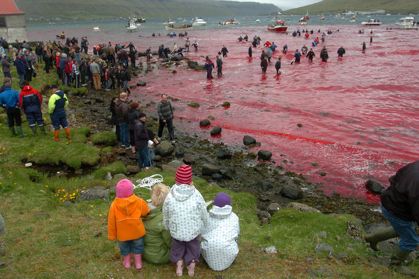 2009年5月23日，丹麦属地法罗群岛，法罗群岛的居民举行“杀鲸大会”，他们围堵超过180头巨头鲸，然后把它们全都杀死，整个海岸都被鲸的鲜血染红。  东方IC_触目惊心 揭秘捕鲸产业