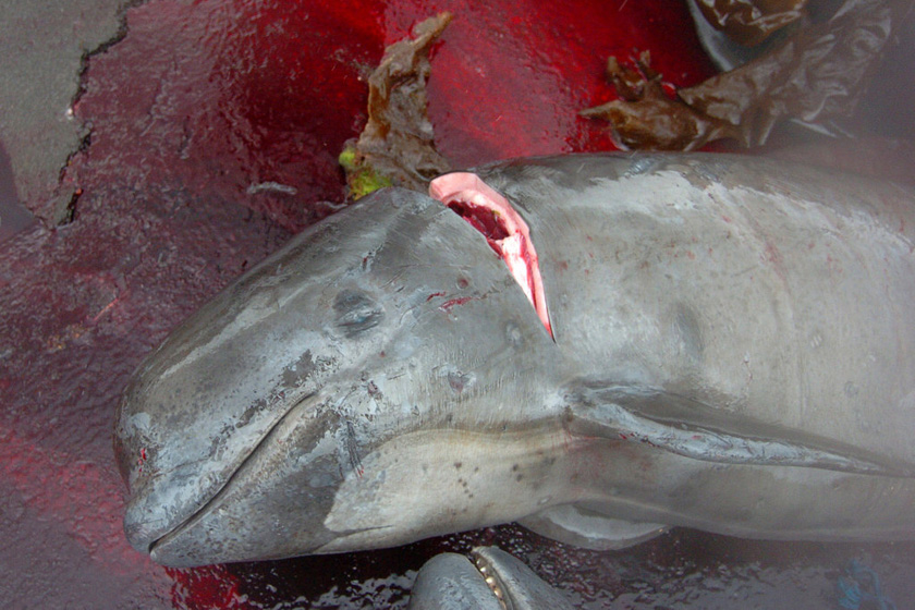 2009年5月23日，丹麦属地法罗群岛，法罗群岛的居民举行“杀鲸大会”，他们围堵超过180头巨头鲸，然后把它们全都杀死，整个海岸都被鲸的鲜血染红。  东方IC_触目惊心 揭秘捕鲸产业