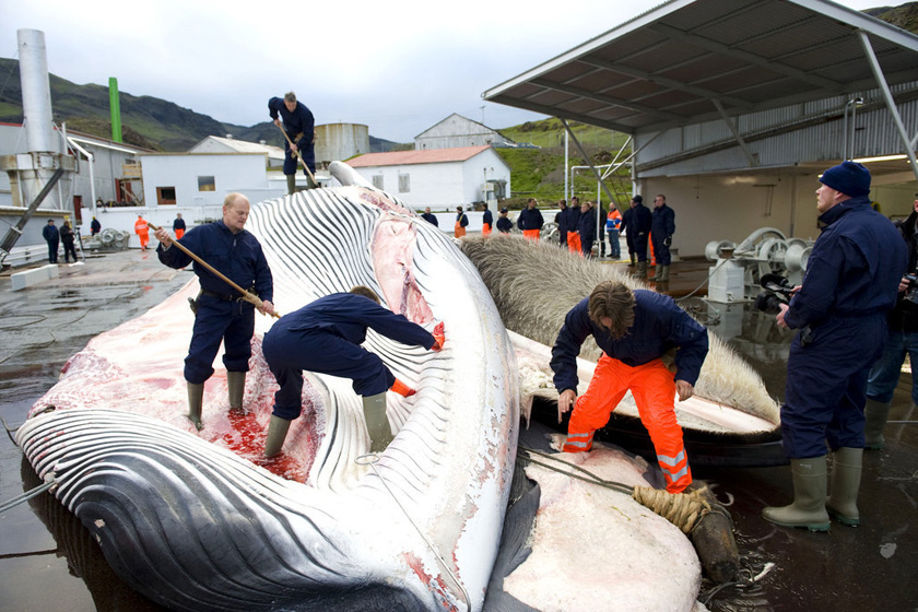 2009年6月19日，冰岛首都雷克雅末，人们正在处理一只刚刚捕上岸的长须鲸。  HALLDOR KOLBEINS/东方IC _触目惊心 揭秘捕鲸产业