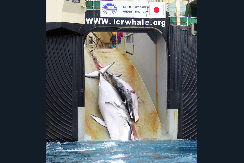2008年2月7日，澳大利亚消费协会出示的一张照片：鲸鱼妈妈和小鲸鱼被绳索牵引上一条日本捕鲸船。   AUSTRALIAN CUSTOMS SERVICE/东方IC _触目惊心 揭秘捕鲸产业