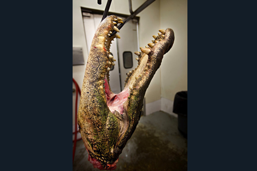 当地时间2009年9月27日，美国南卡罗来纳州，Cordray公司的工作人员进行鳄鱼标本制作。    Richard Ellis/东方IC_揭秘鳄鱼标本制作全过程 剥皮去骨血淋淋