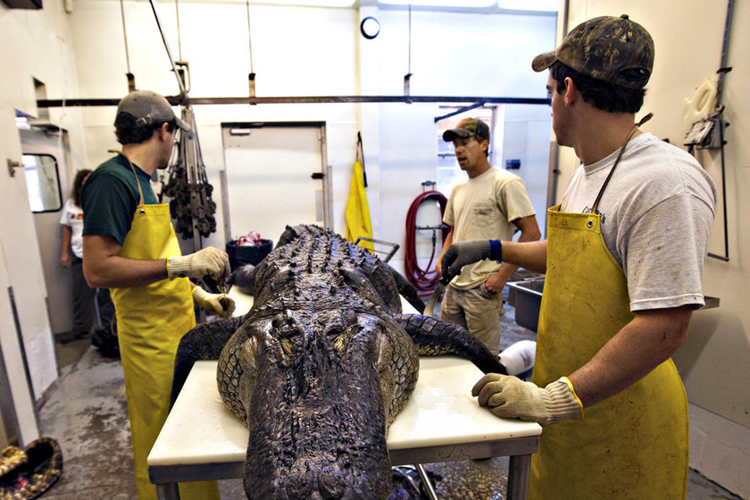当地时间2009年9月27日，美国南卡罗来纳州，Cordray公司的工作人员进行鳄鱼标本制作。    Richard Ellis/东方IC_揭秘鳄鱼标本制作全过程 剥皮去骨血淋淋