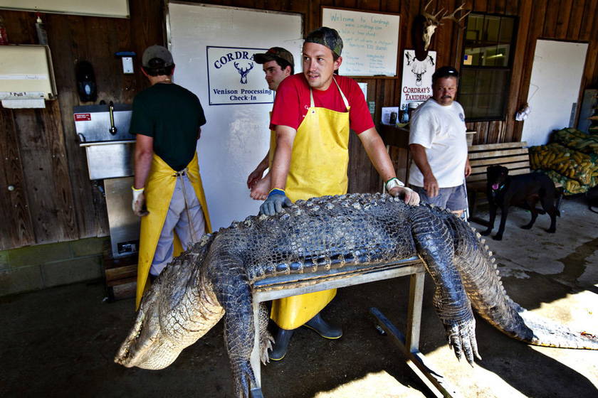 当地时间2009年9月27日，美国南卡罗来纳州，Cordray公司的工作人员进行鳄鱼标本制作。    Richard Ellis/东方IC_揭秘鳄鱼标本制作全过程 剥皮去骨血淋淋