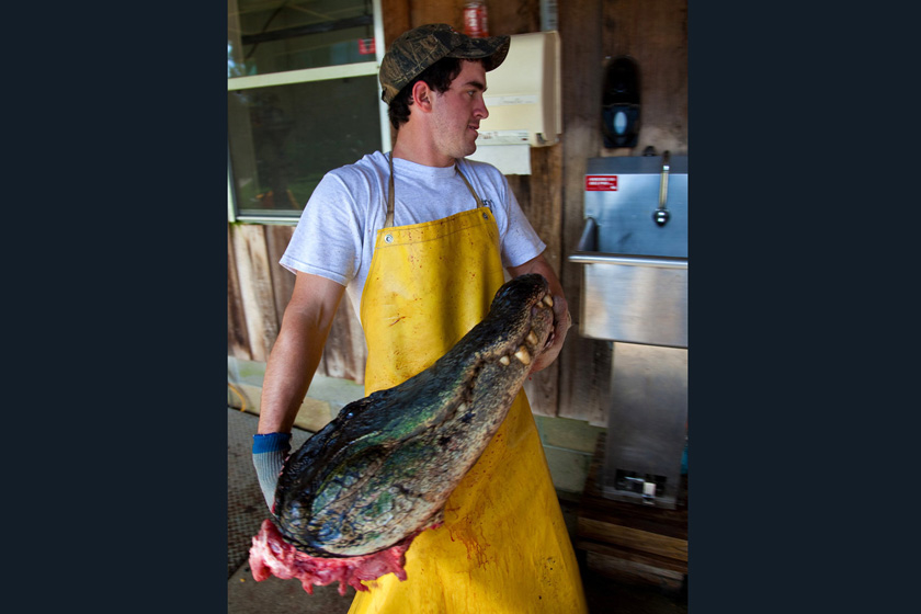 当地时间2009年9月27日，美国南卡罗来纳州，Cordray公司的工作人员进行鳄鱼标本制作。    Richard Ellis/东方IC_揭秘鳄鱼标本制作全过程 剥皮去骨血淋淋